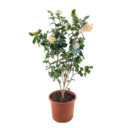 Камелия японская