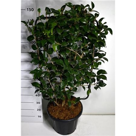 Camelia Jap Black Lace