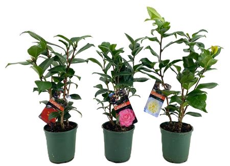 Camellia Japonica 6+