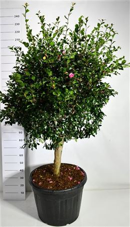 Camellia Jap Cleopatra