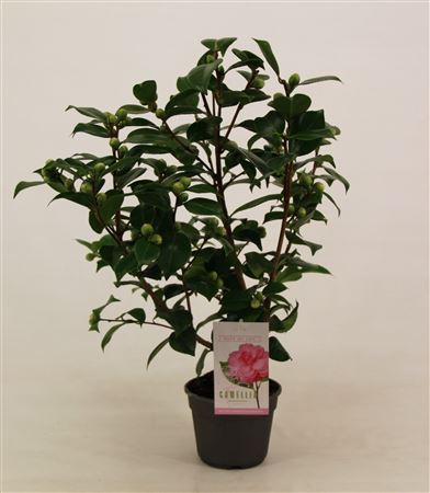 Camellia Jap Bonomiana 20+