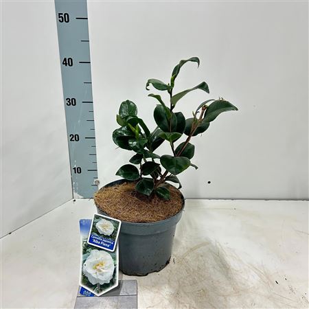 Camellia Jap Alba Plena