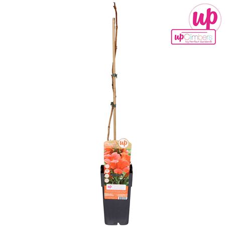 Campsis Radicans Flamenco (grafted)