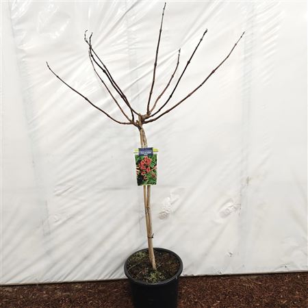 Campsis Tagliabuana Fire Trumpet Vine On Stem