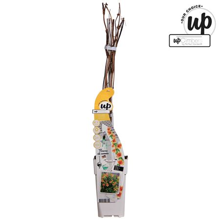 Campsis Summer Jazz Gold Trumpet