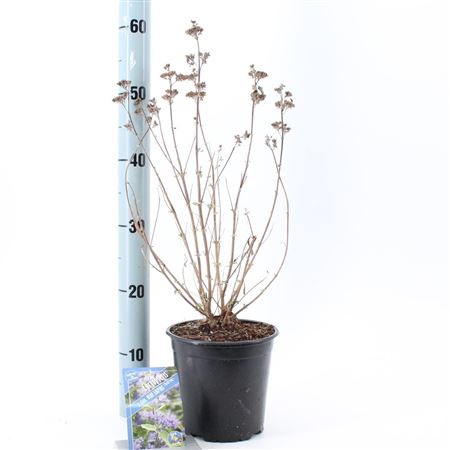 Caryopteris Cland Blue Empire