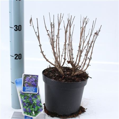 Caryopteris Cland Grand Blue.