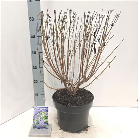 Caryopteris Cland Grand Blue.