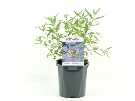 Caryopteris Cland Heavenly Blue