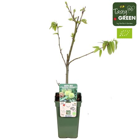 Castanea Sativa Bio