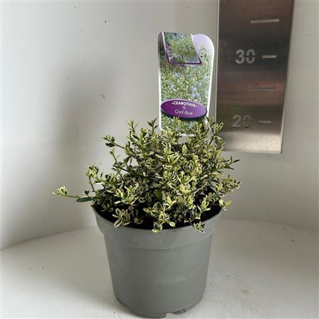 Ceanothus Impressus Cool Blue