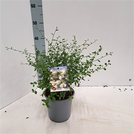 Ceanothus Thyr Millerton Point