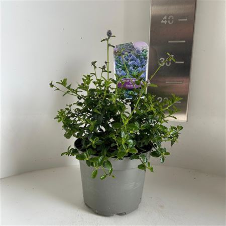 Ceanothus Thyr Repens