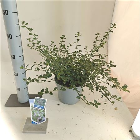 Ceanothus Thyr Repens