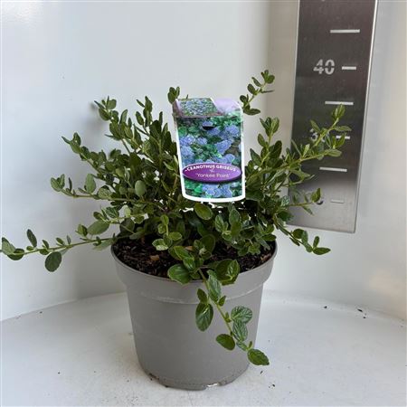 Ceanothus Griseus Yankee Point
