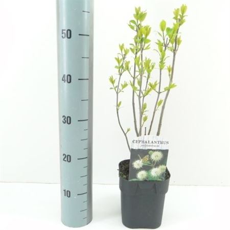 Cephalanthus Occidentalis