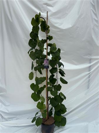 Cercis Canadensis Lavender Twist
