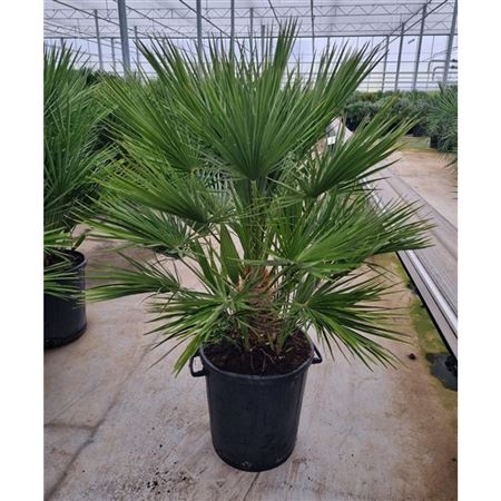 Chamaerops Humilis