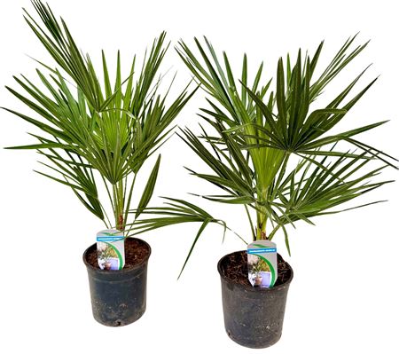Chamaerops Humilis