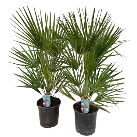 Chamaerops Humilis