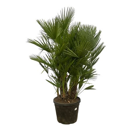 Chamaerops Humilis Multistem