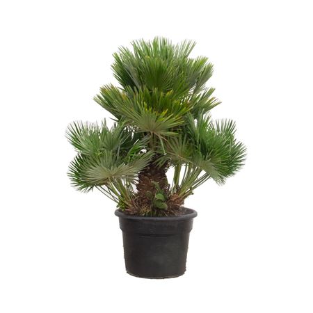 Chamaerops Humilis Vulcano