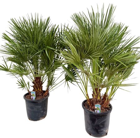 Chamaerops Humilis