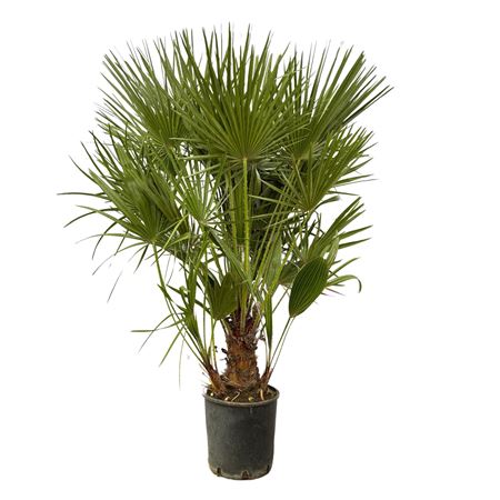 Chamaerops Humilis
