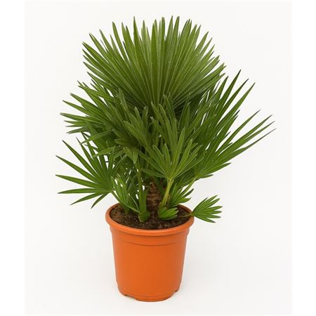 Chamaerops Humilis Vulcano