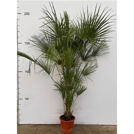 Chamaerops Humilis