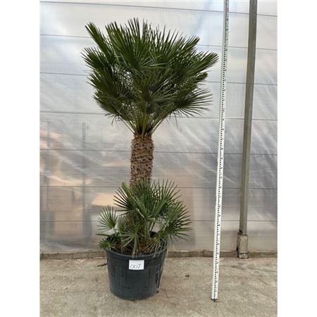 Chamaerops Humilis Nr. 007