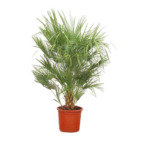 Chamaerops Humilis