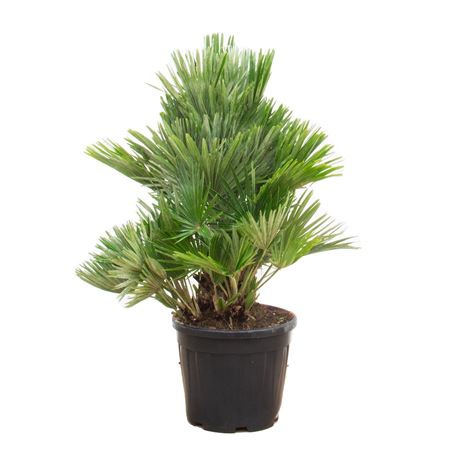 Chamaerops Humilis Vulcano