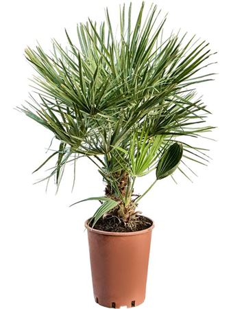 Chamaerops Humilis