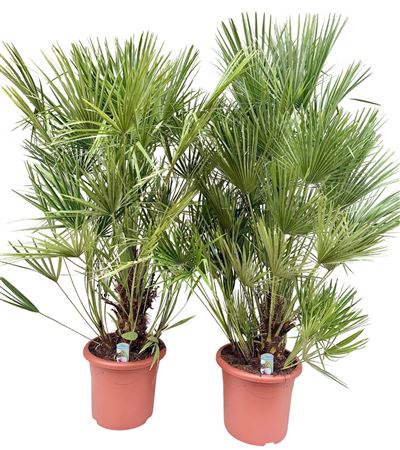 Chamaerops Humilis P40 Chamhum40
