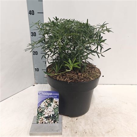 Choisya Ternata White Dazzler