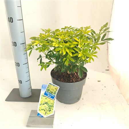 Choisya Ternata Lich