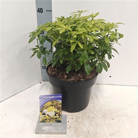 Choisya Ternata Brica