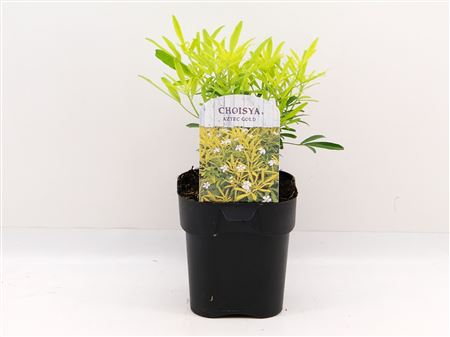 Choisya Aztec Gold