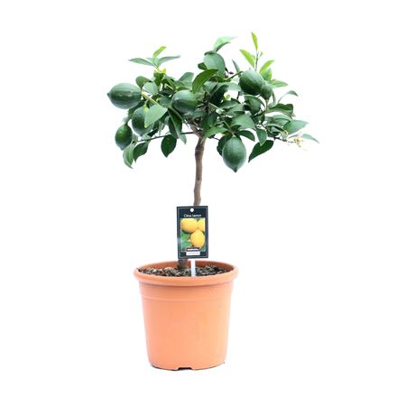 Citrus Meyer On Stem