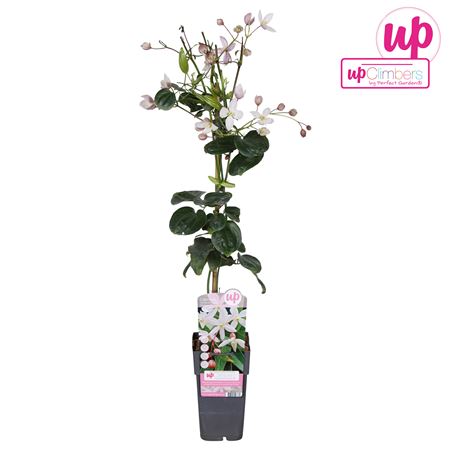 Clematis Armandii Apple Blossom