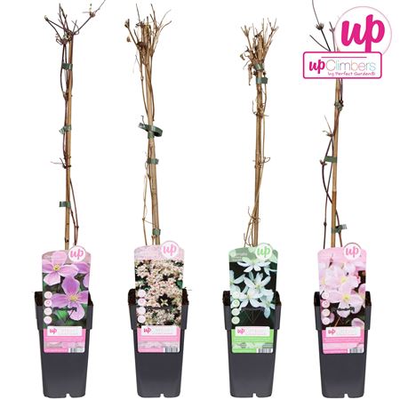 Clematis Montana Mix