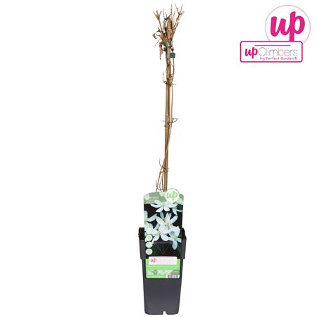 Clematis Montana Grandiflora