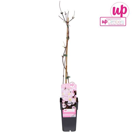 Clematis Montana Mayleen