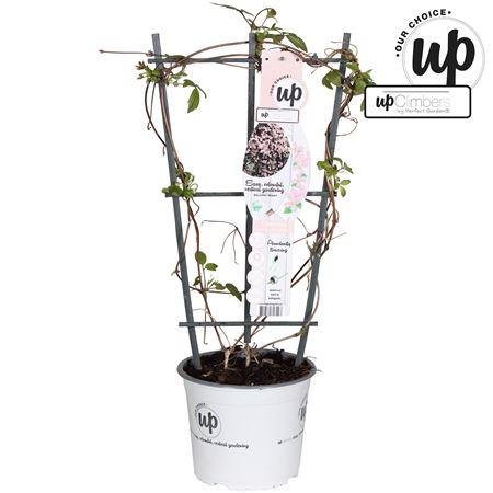 Clematis Montana Mayleen