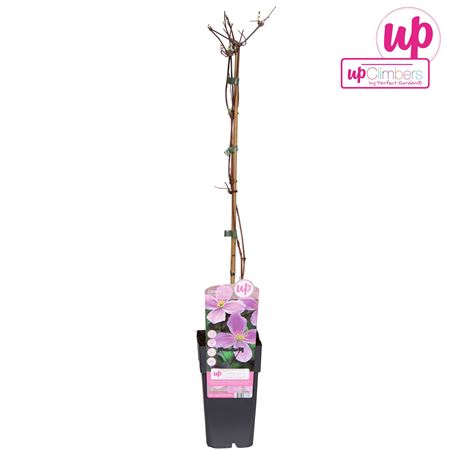 Clematis Montana Var Rubens