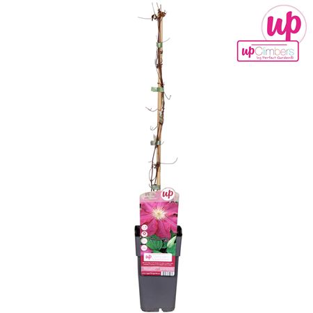 Clematis Ernest Markham