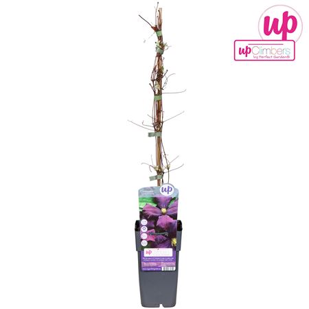 Clematis Viticella Etoile Violette