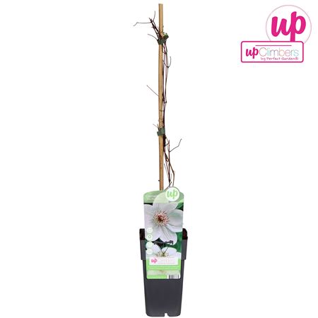 Clematis Miss Bateman