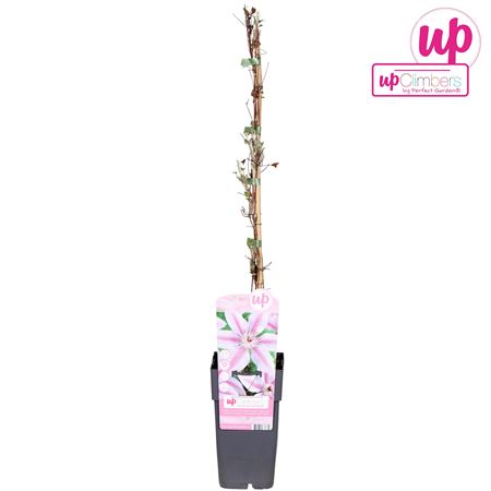 Clematis Nelly Moser